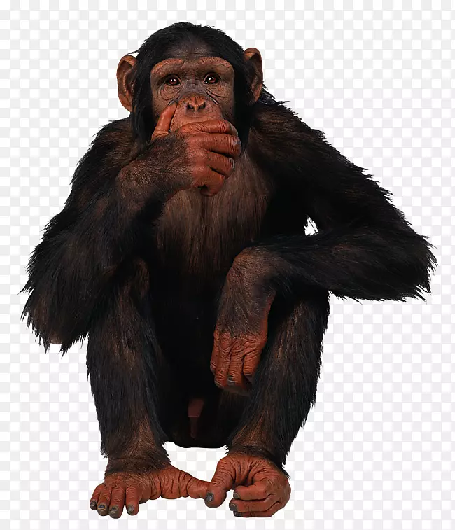 普通黑猩猩剪贴画-猴子