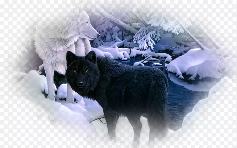 西伯利亚哈士奇北极狼黑狼桌面壁纸包