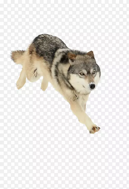 萨鲁士狼狗捷克斯洛伐克狼狗普通话土生土长的美洲印第安狗北极狼