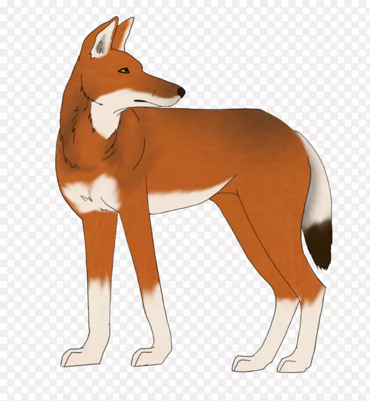 红狐狗埃塞俄比亚狼画狗