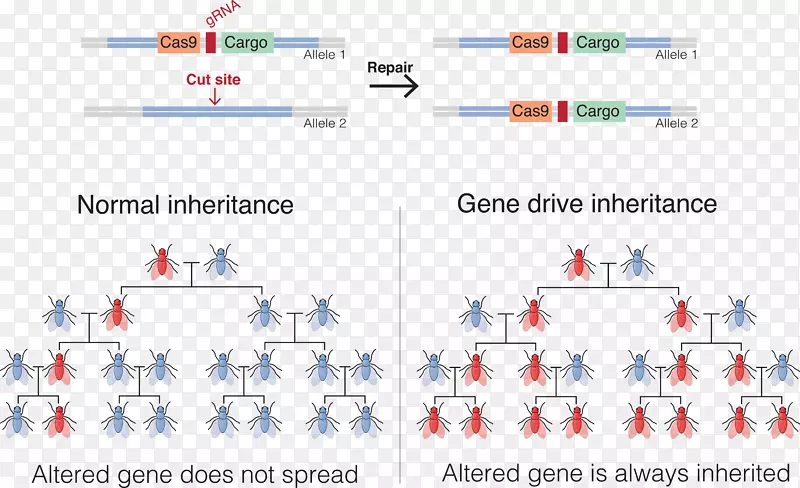 基因驱动遗传学CRISPR基因工程