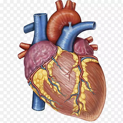 摄影心脏大体解剖人体-心脏
