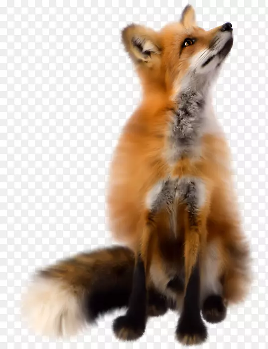 电脑图标剪贴画-狐狸