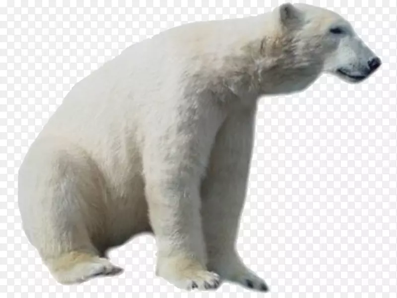 北极熊北极剪贴画-北极熊
