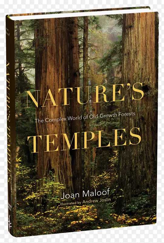 自然的庙宇：古人中古老森林的复杂世界：东部古老森林中的冒险