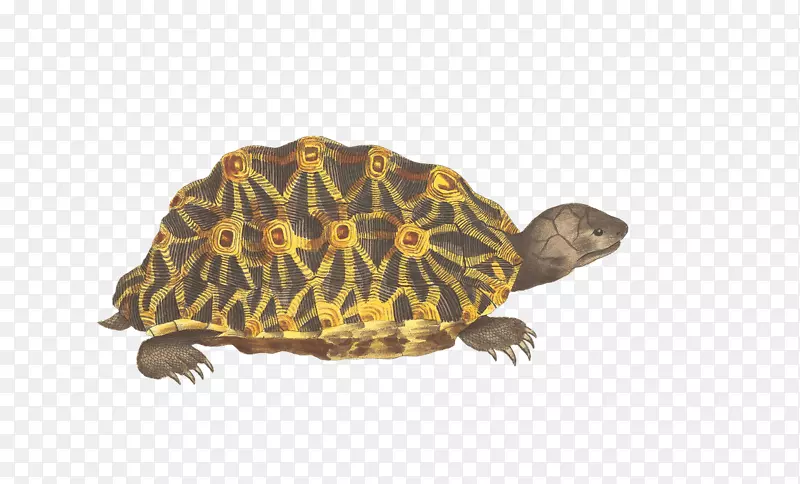盒龟爬行动物剪贴画-海龟