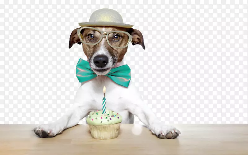 杰克罗素猎犬小狗生日蛋糕摄影皇室免费小狗
