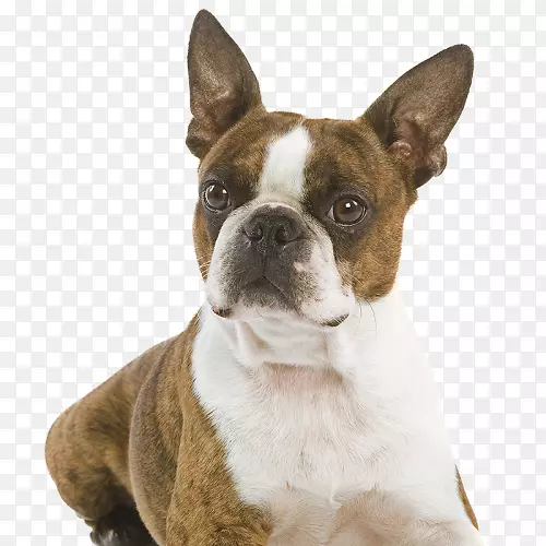 波士顿猎犬是英国的牛头犬，涂有软毛的小麦梗犬，犬种-猫。