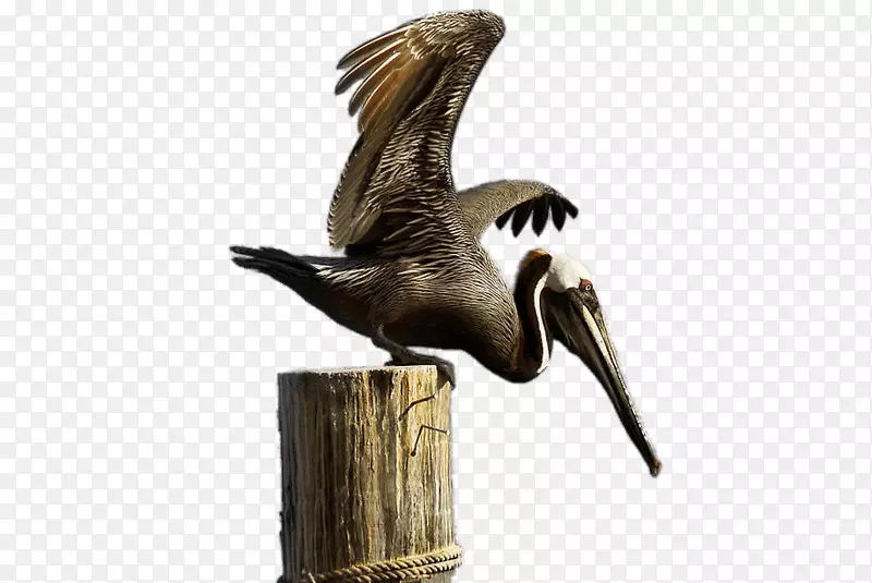 褐色鹈鹕贴纸-Pelicano