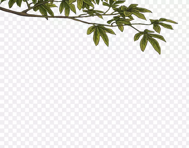 叶植物茎叶