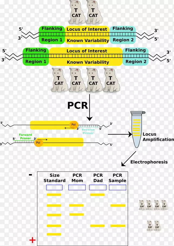聚合酶链反应可变数目串联重复牛血清白蛋白核酸序列-PCR