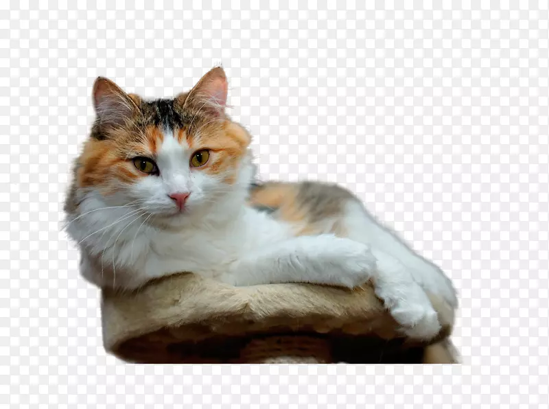 波斯猫Cymric桌面壁纸小猫