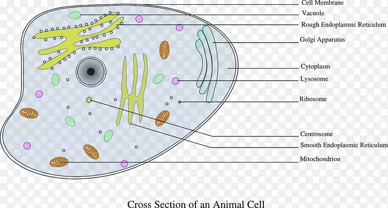 细胞cèl·卢拉动物剪辑艺术-生物学