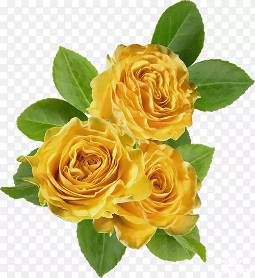 花园玫瑰，卷心菜，玫瑰花，黄色剪贴画-绣球玫瑰