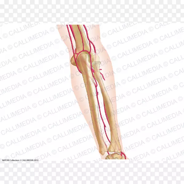 拇指肘前臂动脉解剖前臂骨间膜