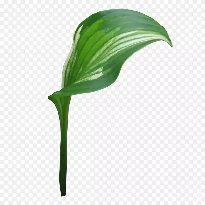 叶植物茎叶