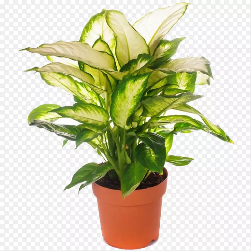 [医]室内植物圆柱形落叶松(Saribus Rotundifolius Calasia Zebrina Dieffenbachia Seguine)植物