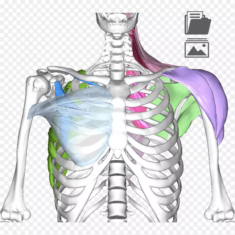 肩带髋部骨骼