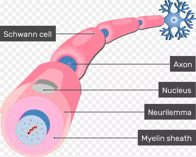 雪旺细胞髓鞘轴突神经元神经系统