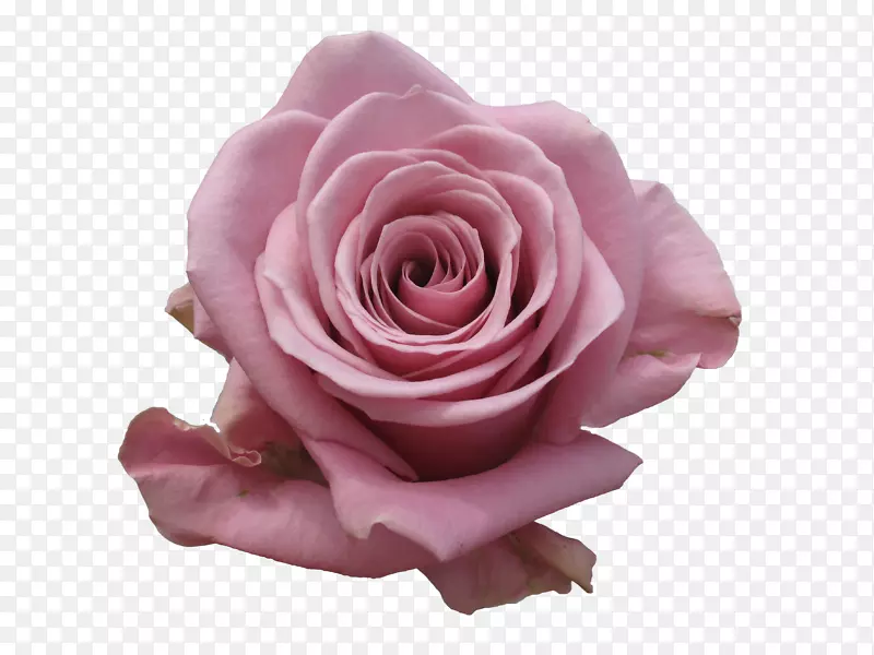 花园玫瑰，卷心菜，玫瑰，粉红色，切花-殖民花店，纽约