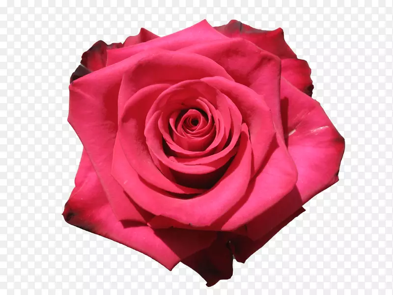 花园玫瑰，卷心菜，玫瑰花，切花，花瓣-纽约殖民花店
