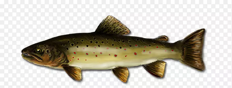 鲑鱼肉眼鳟鱼产品09777-棕色鳟鱼