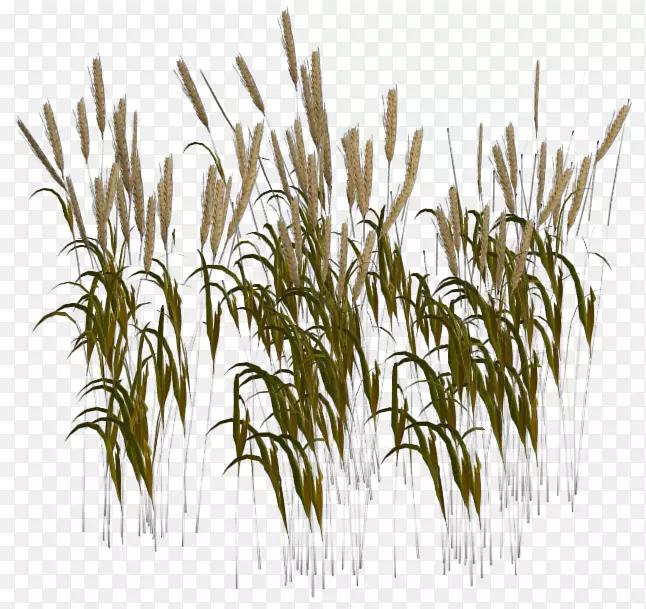 小麦收获种子