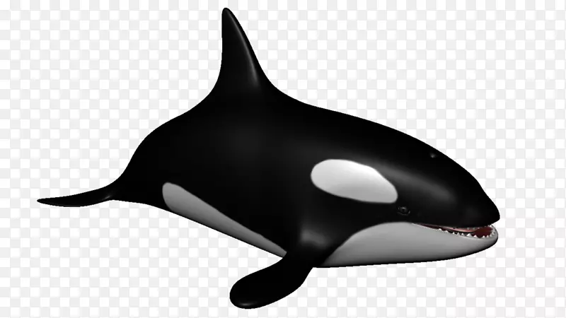 虎鲸海豚鲸目水生动物海豚
