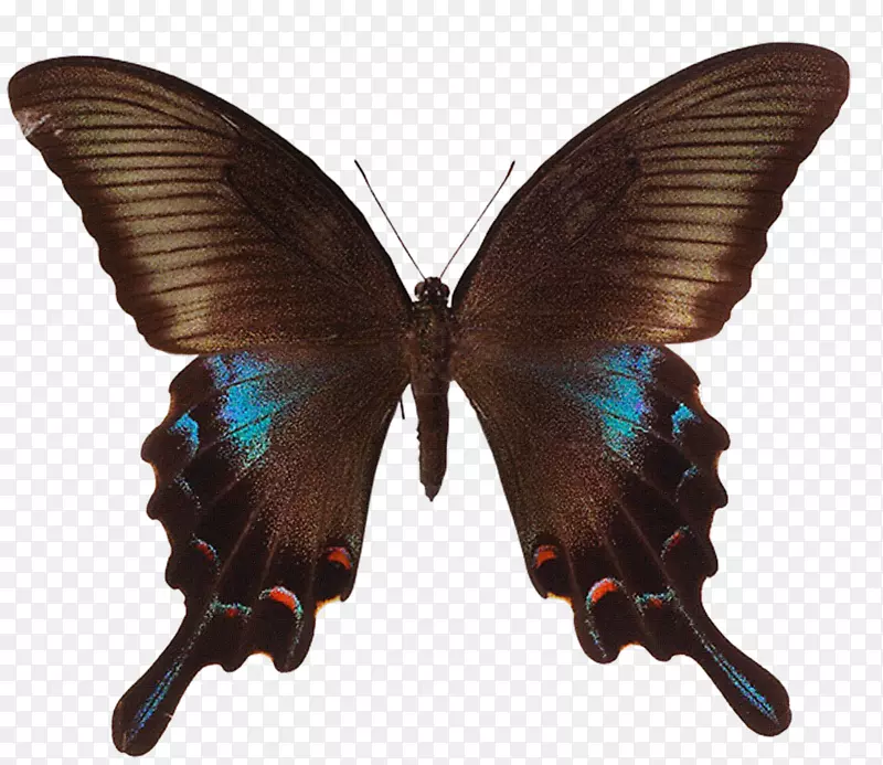 孔雀蝶，仿燕尾蝶，亚洲燕尾蝶-蝴蝶