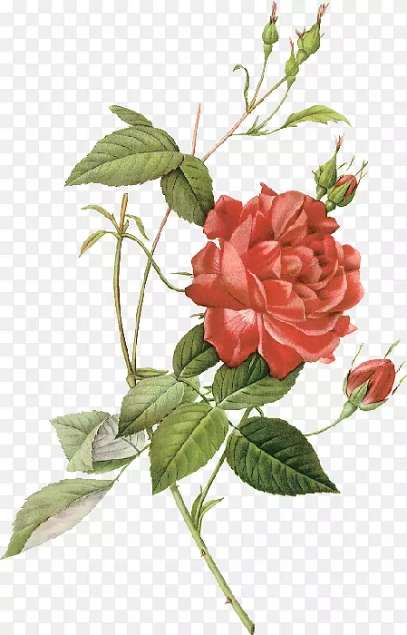 玫瑰植物学插图玫瑰绘画