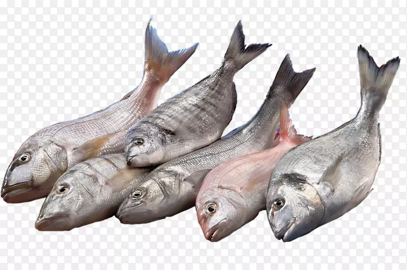 伊斯坦布尔超级鱼类组织-鱼类