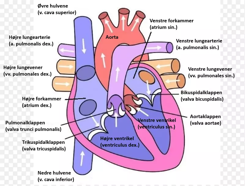 心脏图解剖心室循环系统-心脏