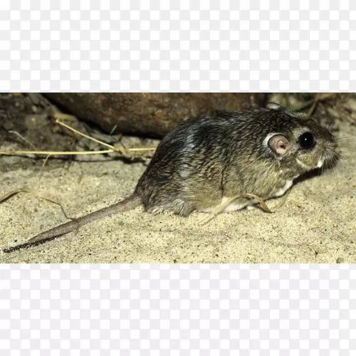 普通DEGU计算机鼠标动物区系小鼠有袋动物计算机鼠标