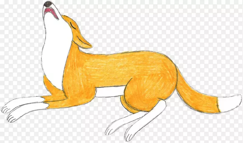 红狐猫狗宠物猫