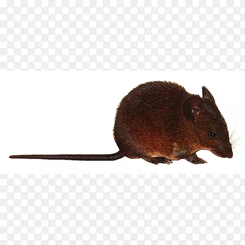 鼠麝鼠沙鼠陆生动物-小鼠