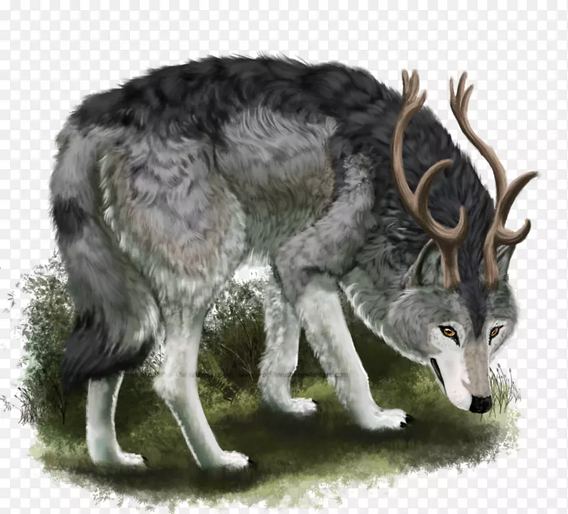 灰狼-可怕的动物