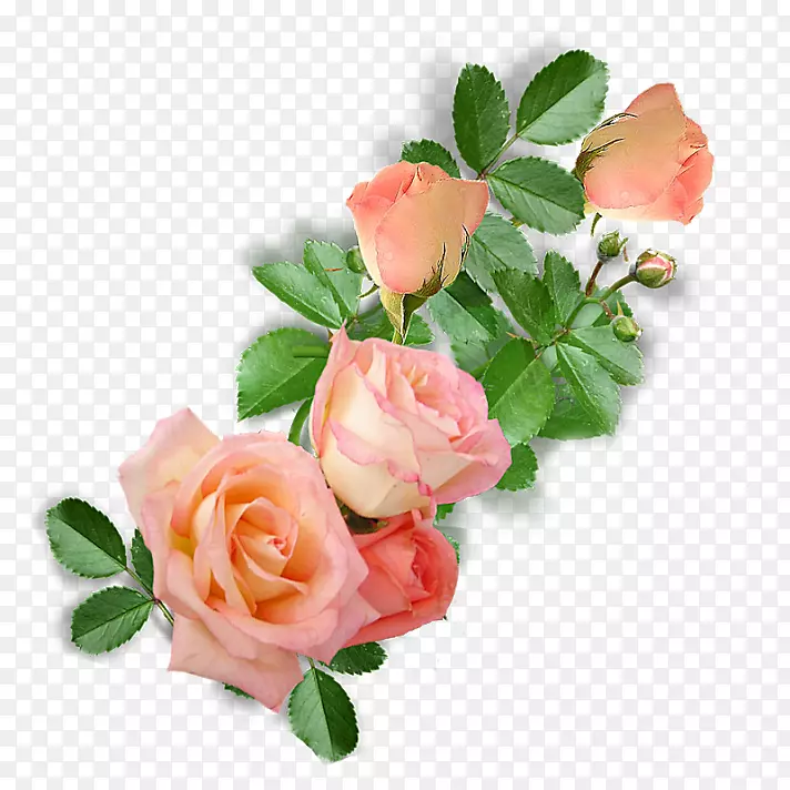 花园玫瑰，甘蓝，玫瑰，花卉设计，切花