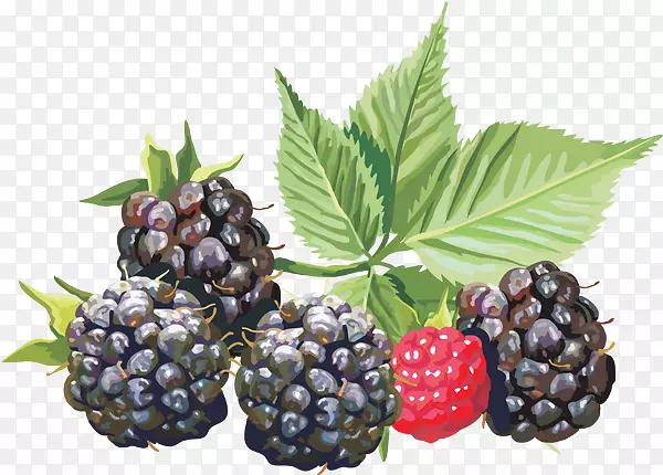 Amora BlackBerry auglis剪贴画-黑莓水果