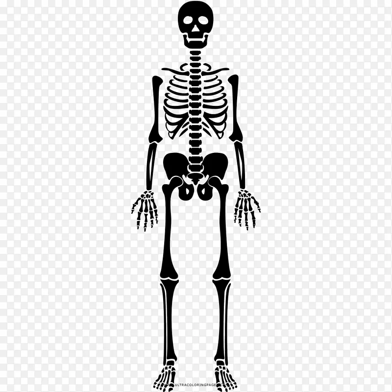 人骨骨骼素描本-骨骼