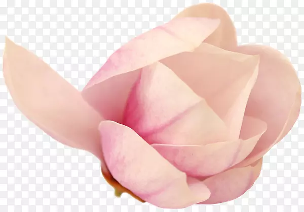 花园玫瑰切花粉红色花瓣玫瑰