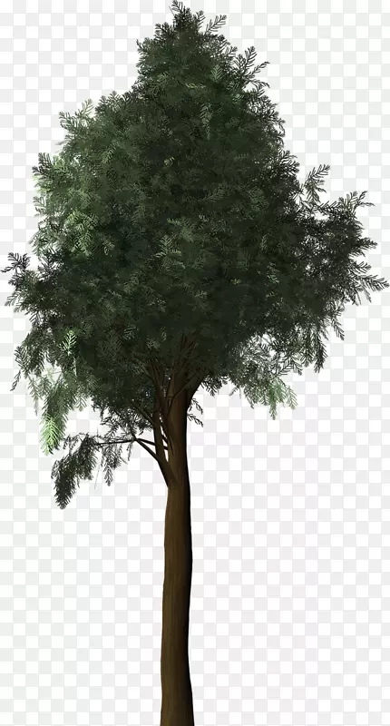 地中海柏树