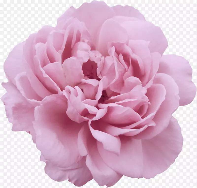 牡丹花花园玫瑰收藏摄影剪贴画-牡丹