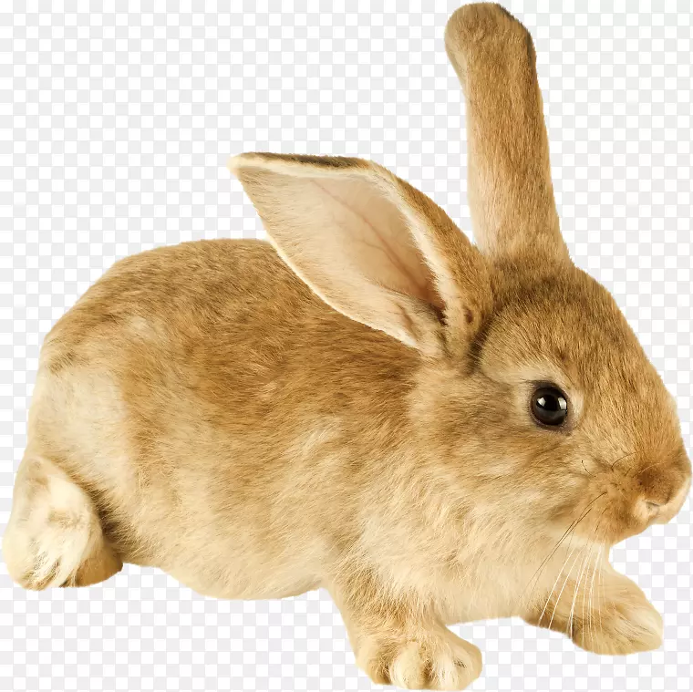 荷兰家兔侏儒兔类动物在室内饲养兔子：全屋兔护理指南-兔子