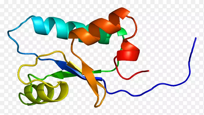 基因卡蛋白SH3结构域人类基因组