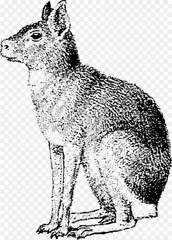 红狐土狼灰狼野兔巴塔哥尼亚野兔
