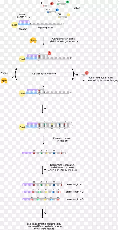 人类基因组计划测序通过连接dna测序abi固体测序大规模并行测序