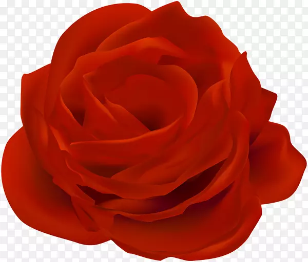 花园玫瑰蓝玫瑰剪辑艺术-男孩与玫瑰