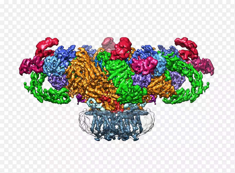 马克斯普朗克分子生理学研究所兰尼碱受体低温电镜膜蛋白结构-低温电子显微镜