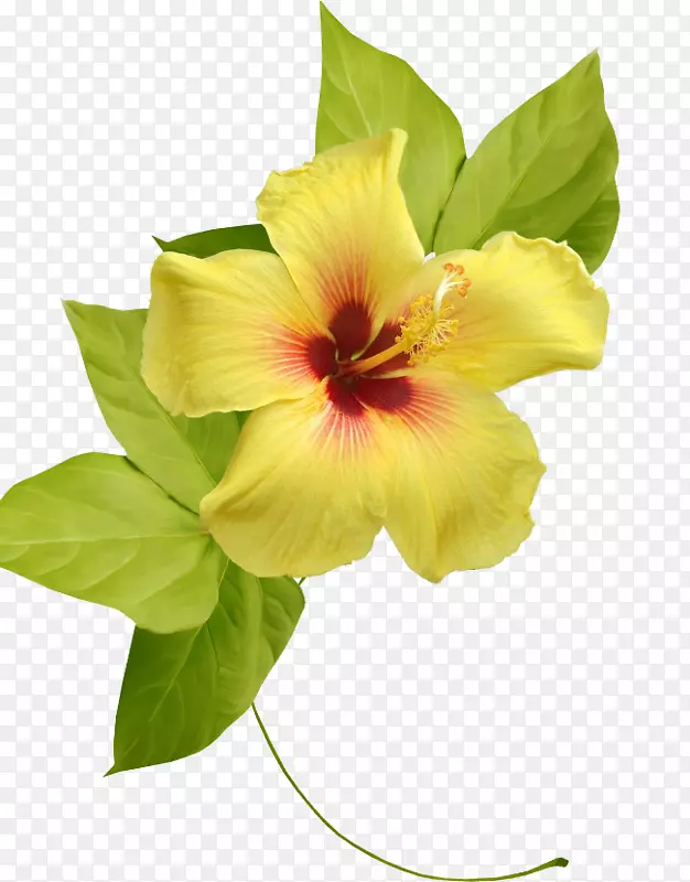 芙蓉花黄色剪贴画-花