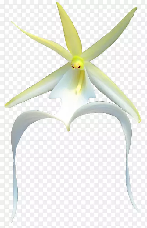 开花植物-天南星(Chimonanusprecox)